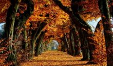 深秋的落叶_500字