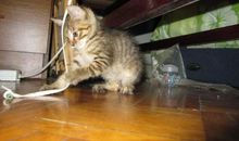 [原创达人]我家猫咪二三事（1）_800字