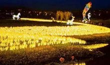 【原创达人】夜游植物园_800字