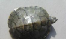 我只愿做一只乌龟_650字