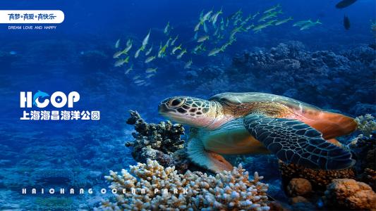 上海海昌海洋公园是一个很好的地方