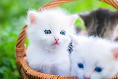 猫在花园里