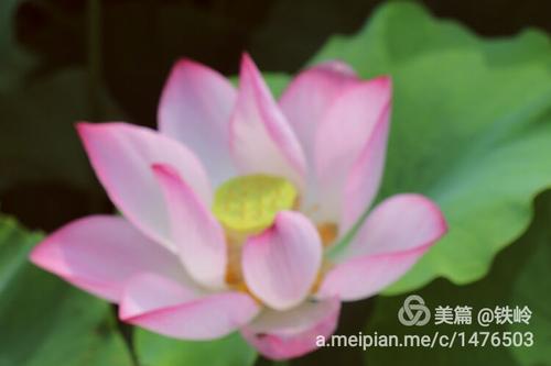 mingshen _500字