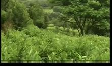 《孝女彩金》观后感_750字