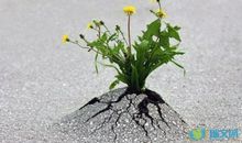 2011年，我与蝴蝶有个约会_600字