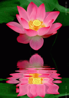 莲花在心里