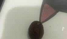 观察日记胖大海四年级400字