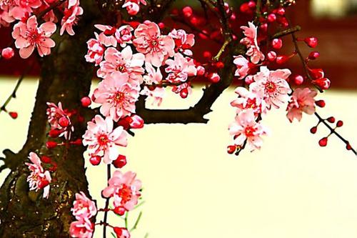 我喜欢梅花_550字