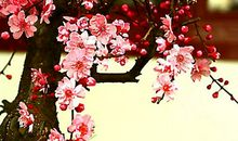 我喜欢梅花_550字