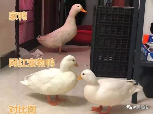 我的家人的鸭子组_450字