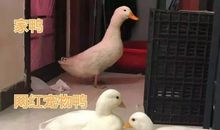 我家的鸭群_450字