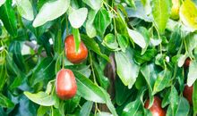 童年趣事_摘枣_200字