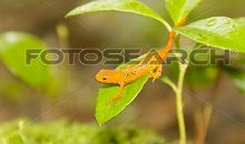 美丽的小树叶_450字