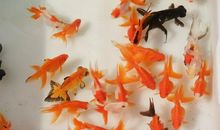 三条金鱼的命运_750字