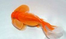 惹人喜爱的金鱼_450字