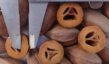 我爱家乡的橄榄_450字