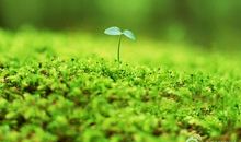 新生命的开始_450字