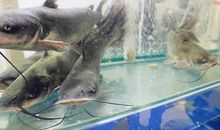 第一次杀鱼_550字