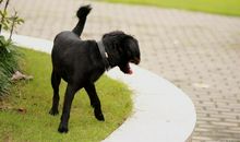 我和小黑狗_300字