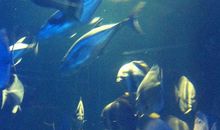 让海洋永远风采依旧 ——读《海底两万里》有感_800字