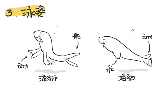 照片与海狮_350字