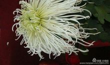 蝶恋花·清明祭_50字