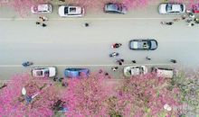 紫荆花未开_1500字