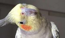 我很想念我的小鹦鹉_350字