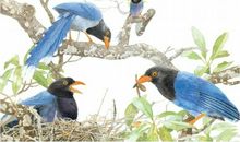 如果可以，我想变成一只鸟儿_800字