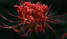 彼岸花花语_1200字