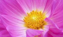 门前那荷叶，牵动我心_1500字