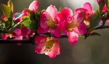 【如约而至】愿所有的美好如约而至_900字