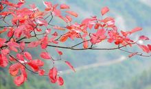 ［如约而至］红叶_800字