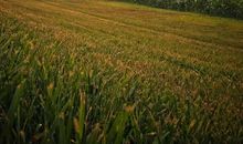 [如约而至]愿你来临_1500字