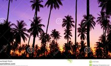 （如约而至）椰子树下的约定_1500字