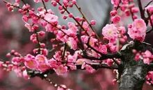 冬梅赞.零_200字