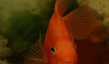 我家的鹦鹉鱼_400字