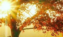 [原创达人]怎一个情字了得_650字