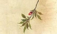 夏·蝉——殊途同归（引子）_900字