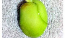 菠萝蜜种子_550字