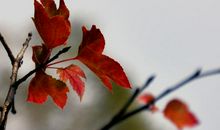 我是一片落叶_700字