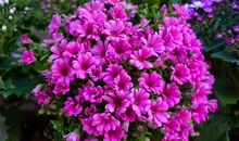 [少年时代]杏小花开_250字