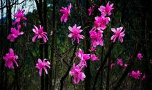 王维《辛夷坞》