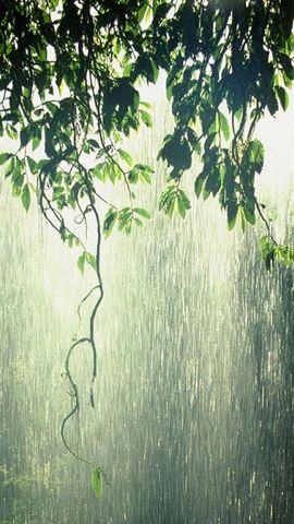 夏天雨_150字