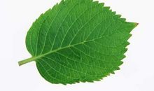 我是一片树叶_650字