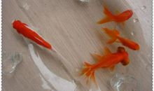 可爱的小金鱼_750字