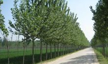 哦！那条小路_800字