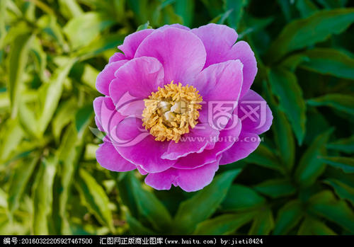 菏泽牡丹_400字