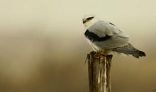 [原创达人]十年有七又鸢时(上)_1200字