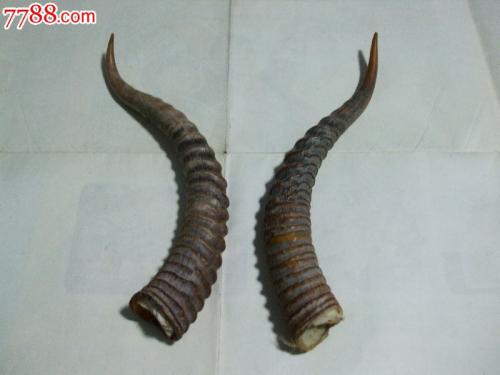 不，杨杰湾_650字